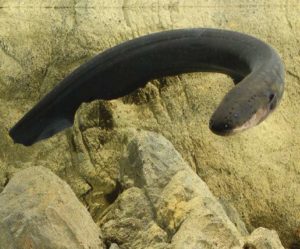 japan DNA researchers found high voltage electric eels