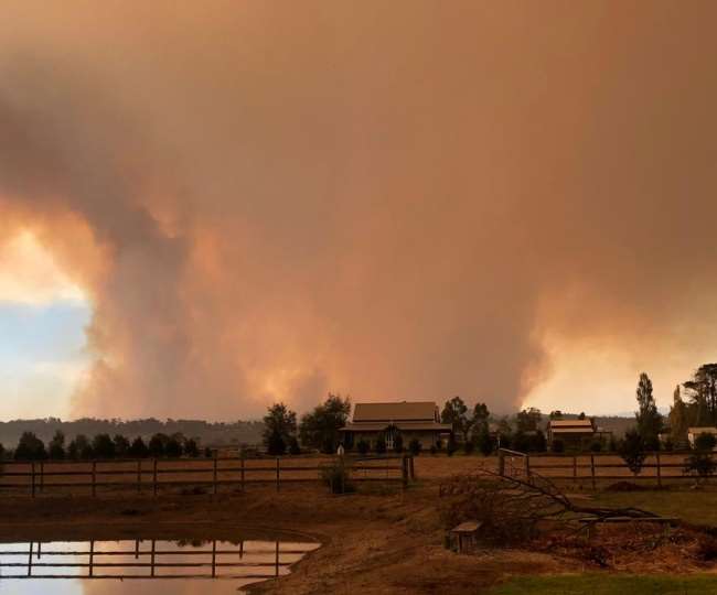 One billion animals killed by fire in Australia's forests, spark spread over an area of ​​1.5 million acres