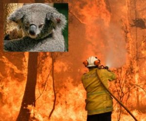 It will take almost 100 years for the burnt forests of Australia to regain their form