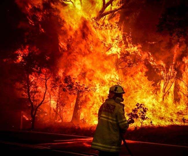 It will take almost 100 years for the burnt forests of Australia to regain their form