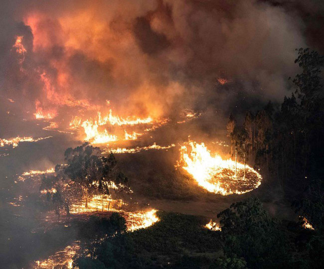 It will take almost 100 years for the burnt forests of Australia to regain their form