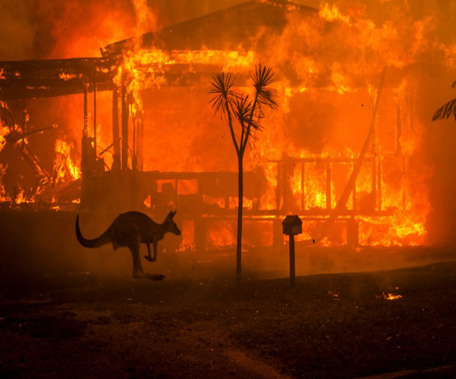 It will take almost 100 years for the burnt forests of Australia to regain their form