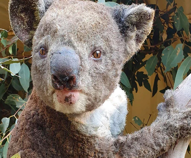 It will take almost 100 years for the burnt forests of Australia to regain their form