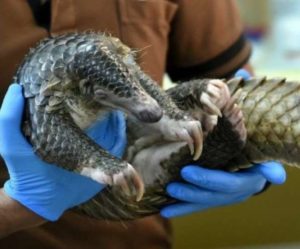 China prohibits wild animal trade due to Coronavirus threat, also adjourns annual session of Parliament