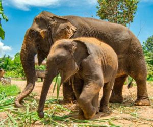 Coronavirus Effect: Crisis on life of two thousand elephants in Thailand, forced to die hungry