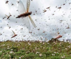 Locust attack: grasshopper team reached close to Delhi, high alert in many states