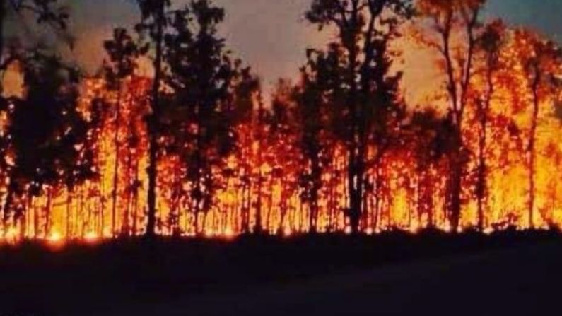 Odisha's Simlipal National Park has been burning for 10 days