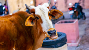 Help desk for cows in UP, people ask- "When for patients?"