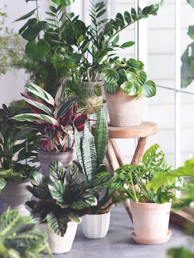 Amazing Benefits of Having Plants in the Home