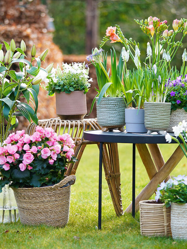 Garden will remain green in summer follow these 7 tips