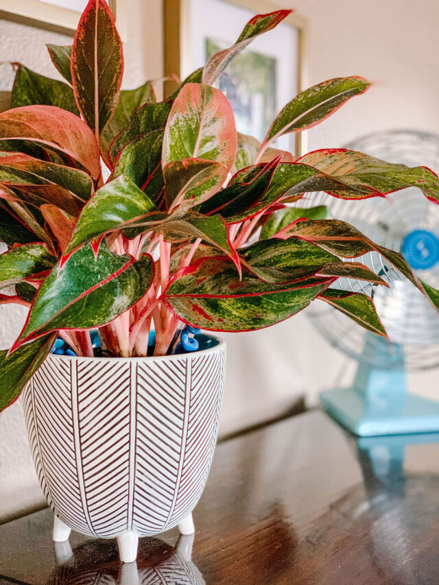 House plants that cool your room temperature naturally