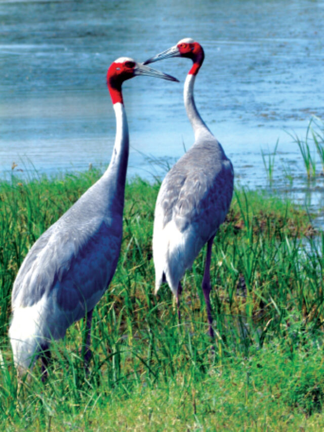 This season, you must visit the birdsanctuaries in India.