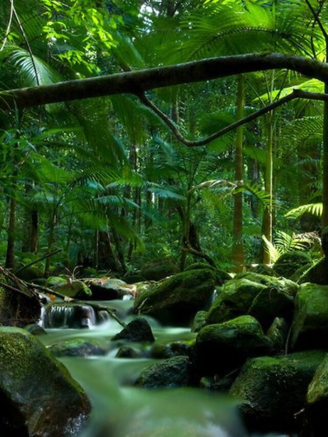 Incredible Rainforests to Visit in india