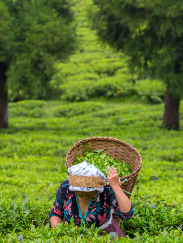 Temi tea festival: An Ode to Sikkim’s finest brews and exquisite traditions.