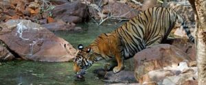 Ranthambore tour packages