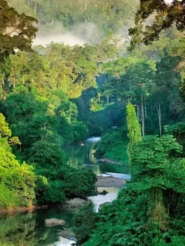 This is the word’s largest rainforest.