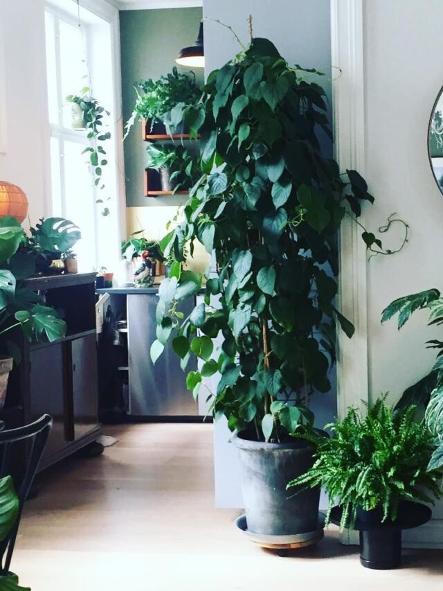 5 Badroom plants to promote better sleep