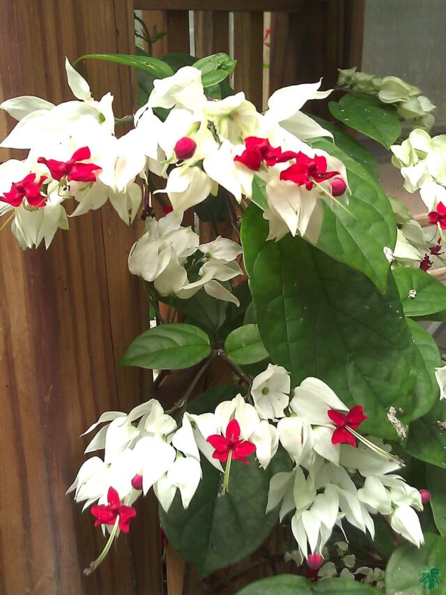 5 Beautiful flowering vines and climbers.