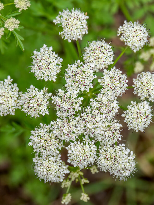 Most poisonous plants in the world that can even kill humans.