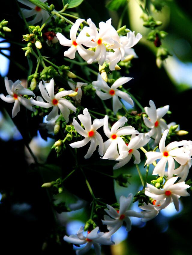 Juhi, Champa, Gulaab: Fragrant flowers to bring home.