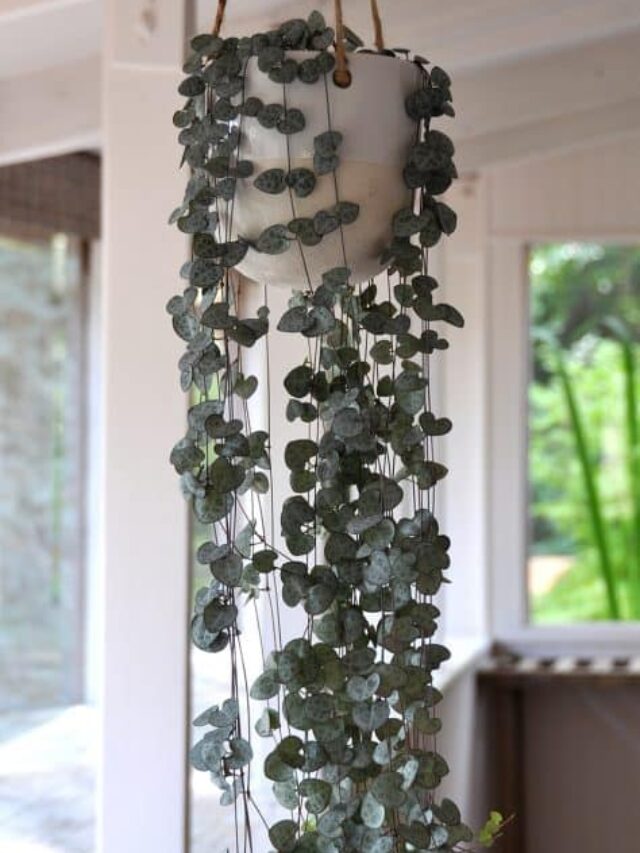 4 Hanging plants perfect for indoors