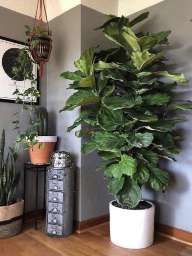 5 Indoor plants to improve mental health