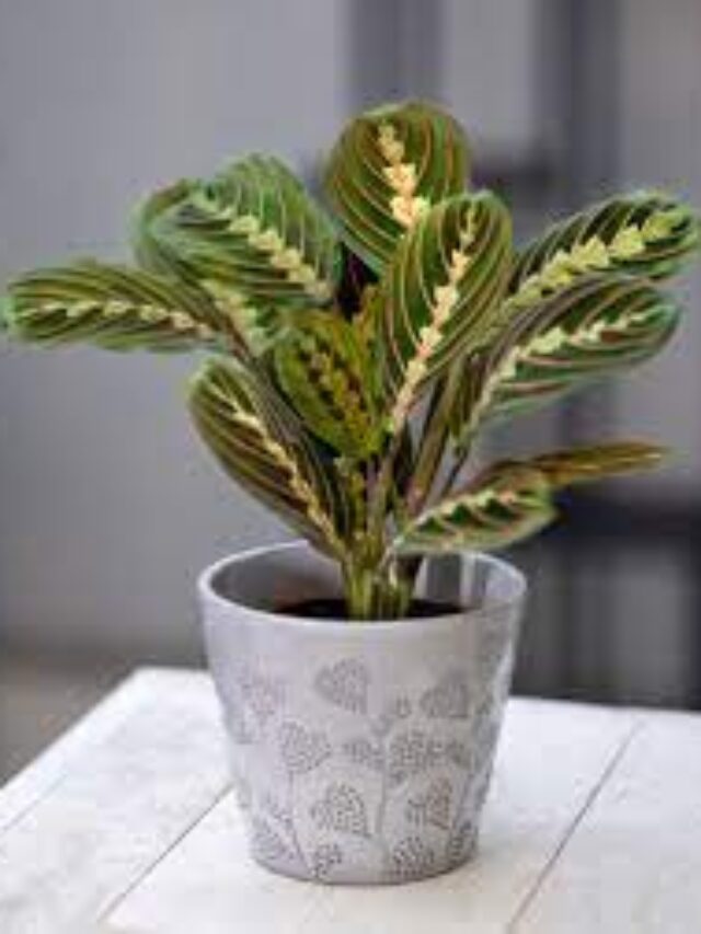 6 Low-light small indoor plants