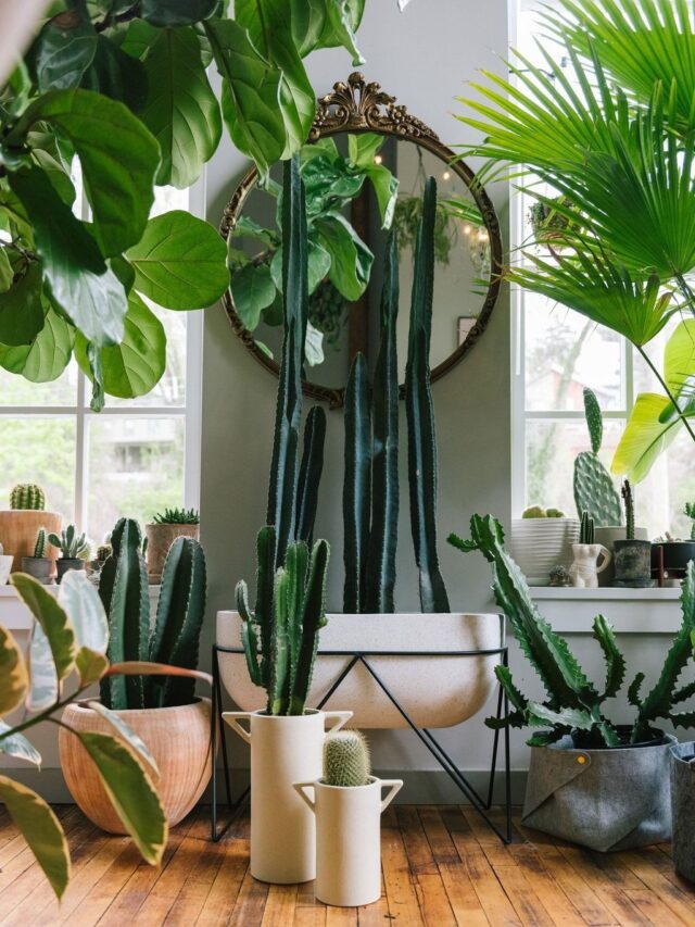 5 Plants that naturally cool your room