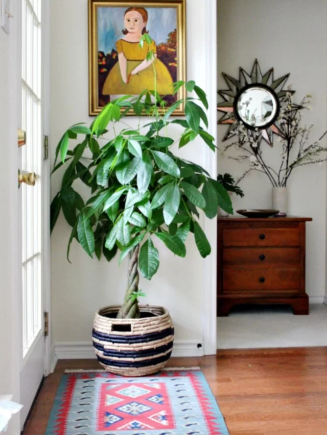 5 Best indoor plants for living room