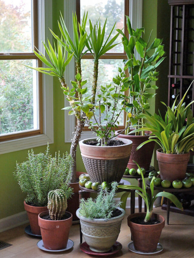 5 winter indoor plants for your home